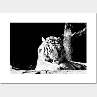 Year of the tiger 2022 / 3 /  Swiss Artwork Photography Posters and Art